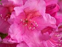 NJ Botanical Gardens 6